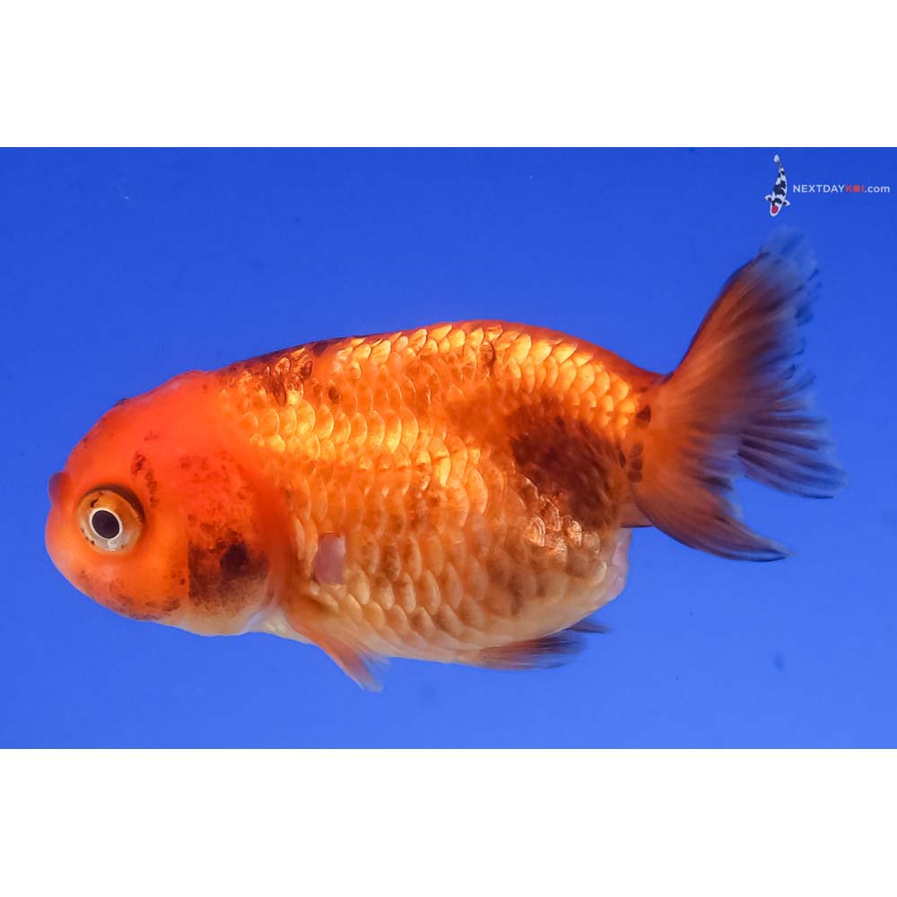 2.5” Imported Red and Black Ranchu