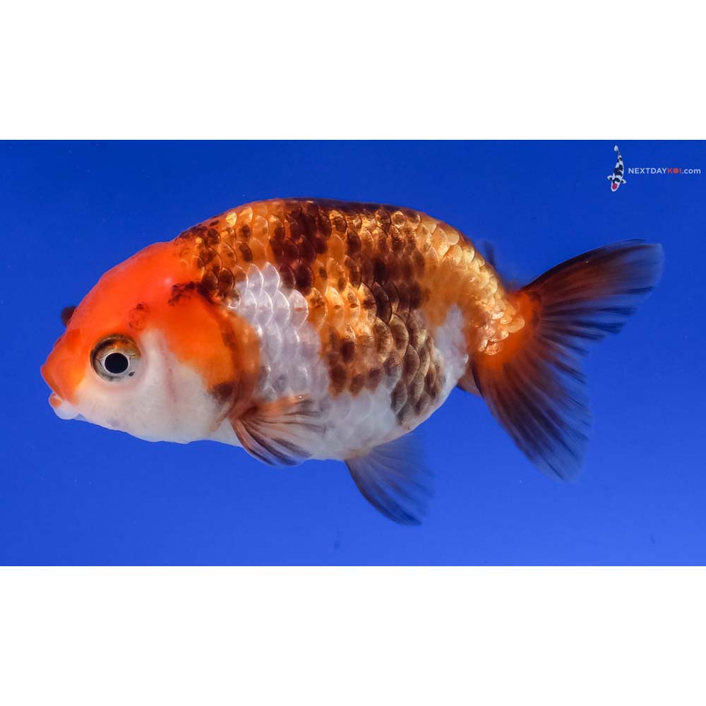 2.5” Imported Calico Ranchu