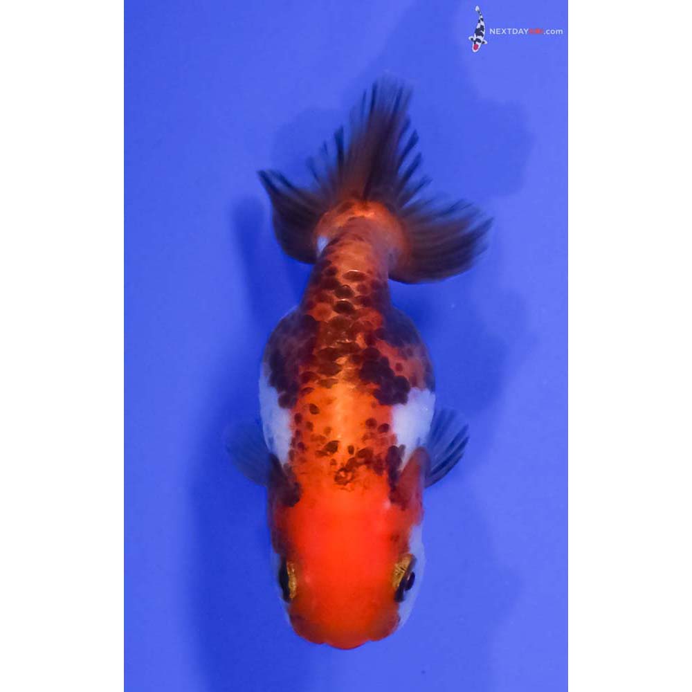 2.5” Imported Calico Ranchu