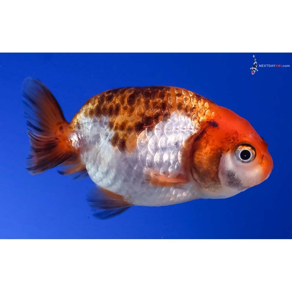2.5” Imported Calico Ranchu
