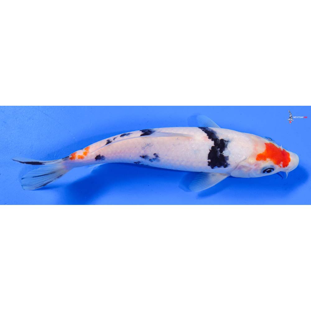 8” Imported Sanke