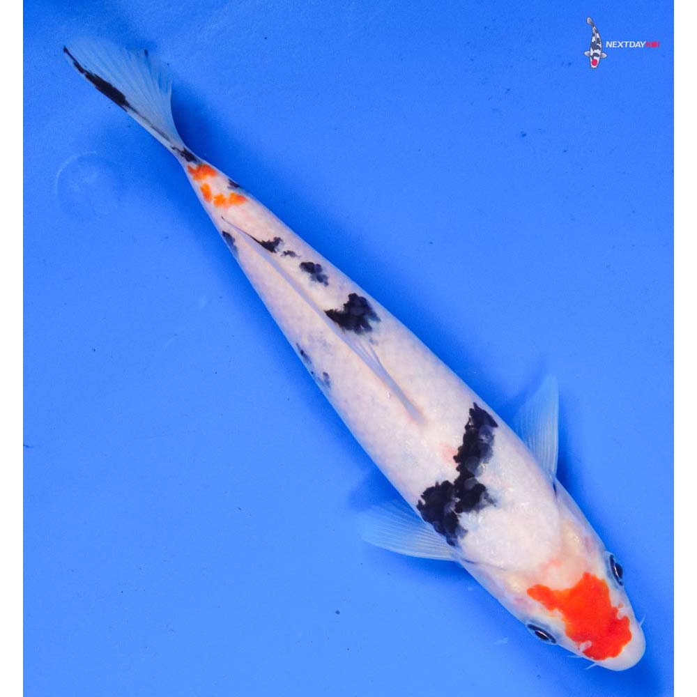 8” Imported Sanke