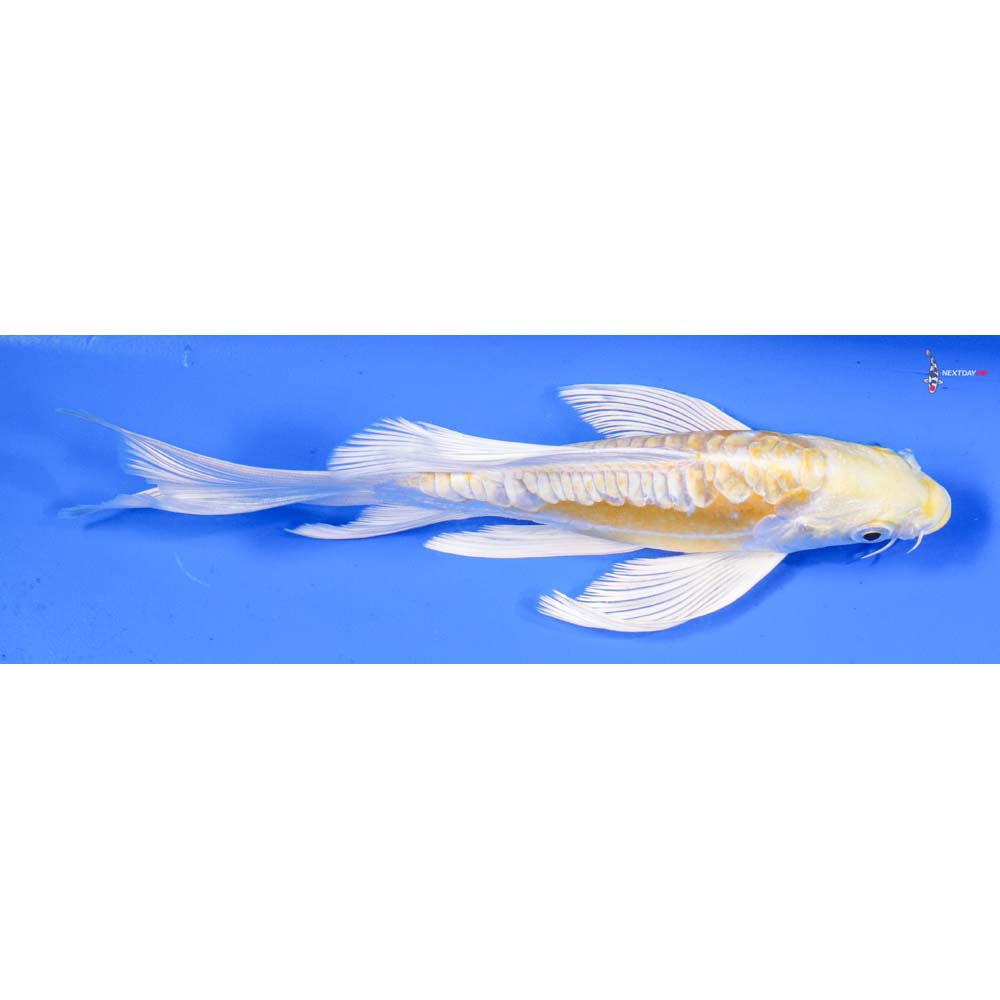 7” Imported Doitsu Lemon Hariwake Butterfly Koi