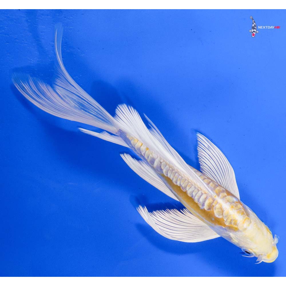 7” Imported Doitsu Lemon Hariwake Butterfly Koi