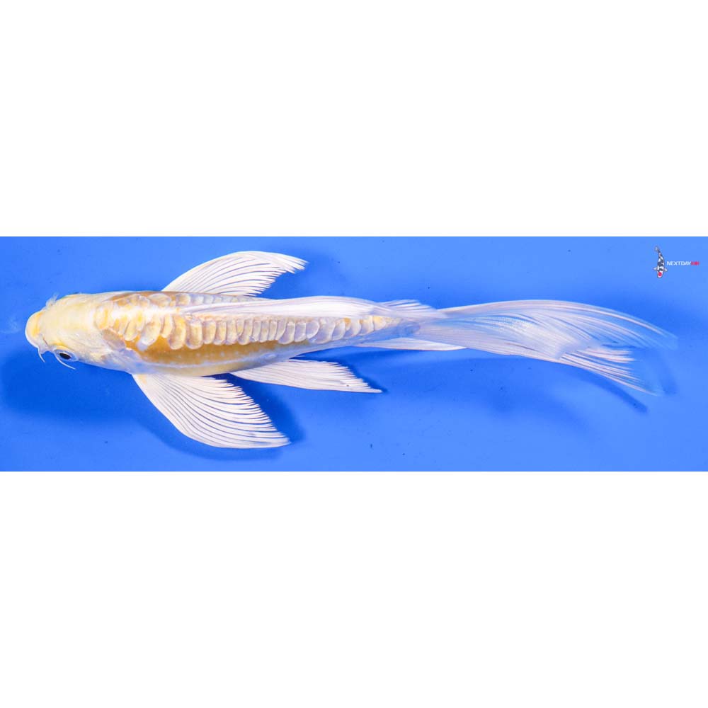 7” Imported Doitsu Lemon Hariwake Butterfly Koi