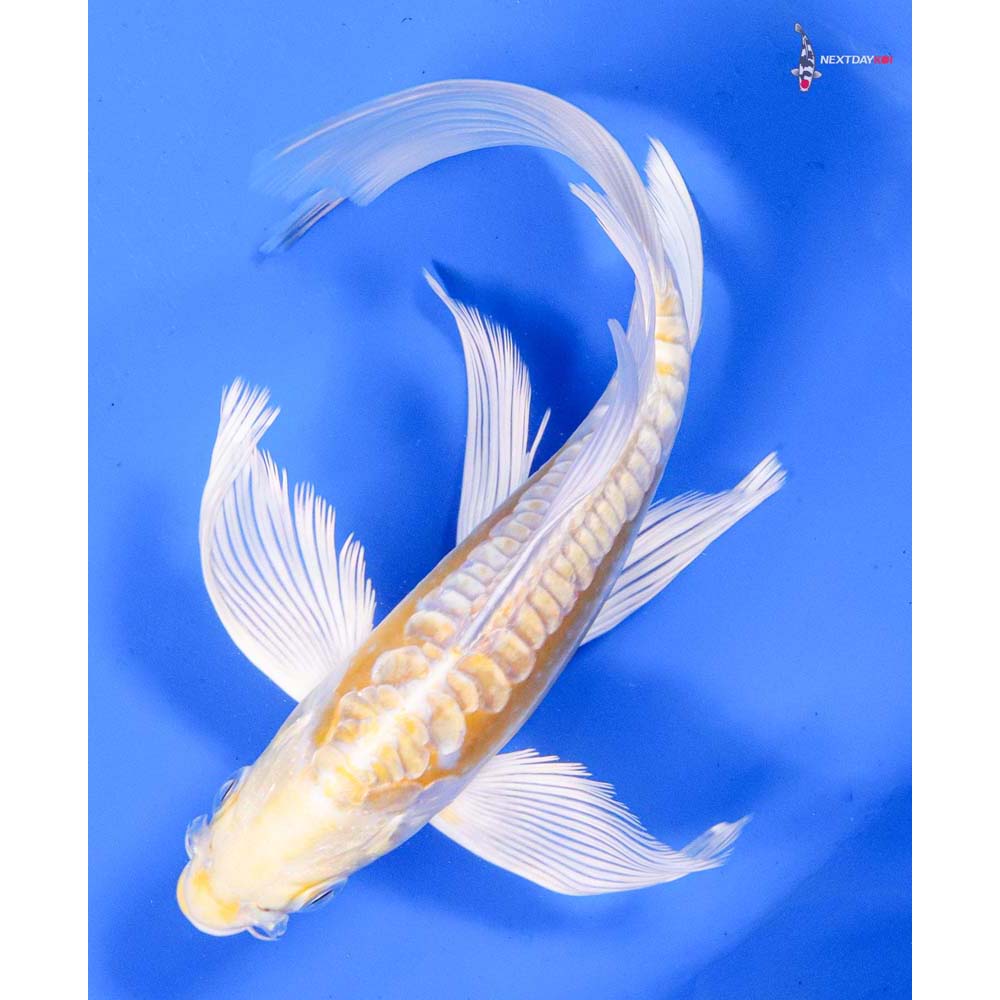 7” Imported Doitsu Lemon Hariwake Butterfly Koi