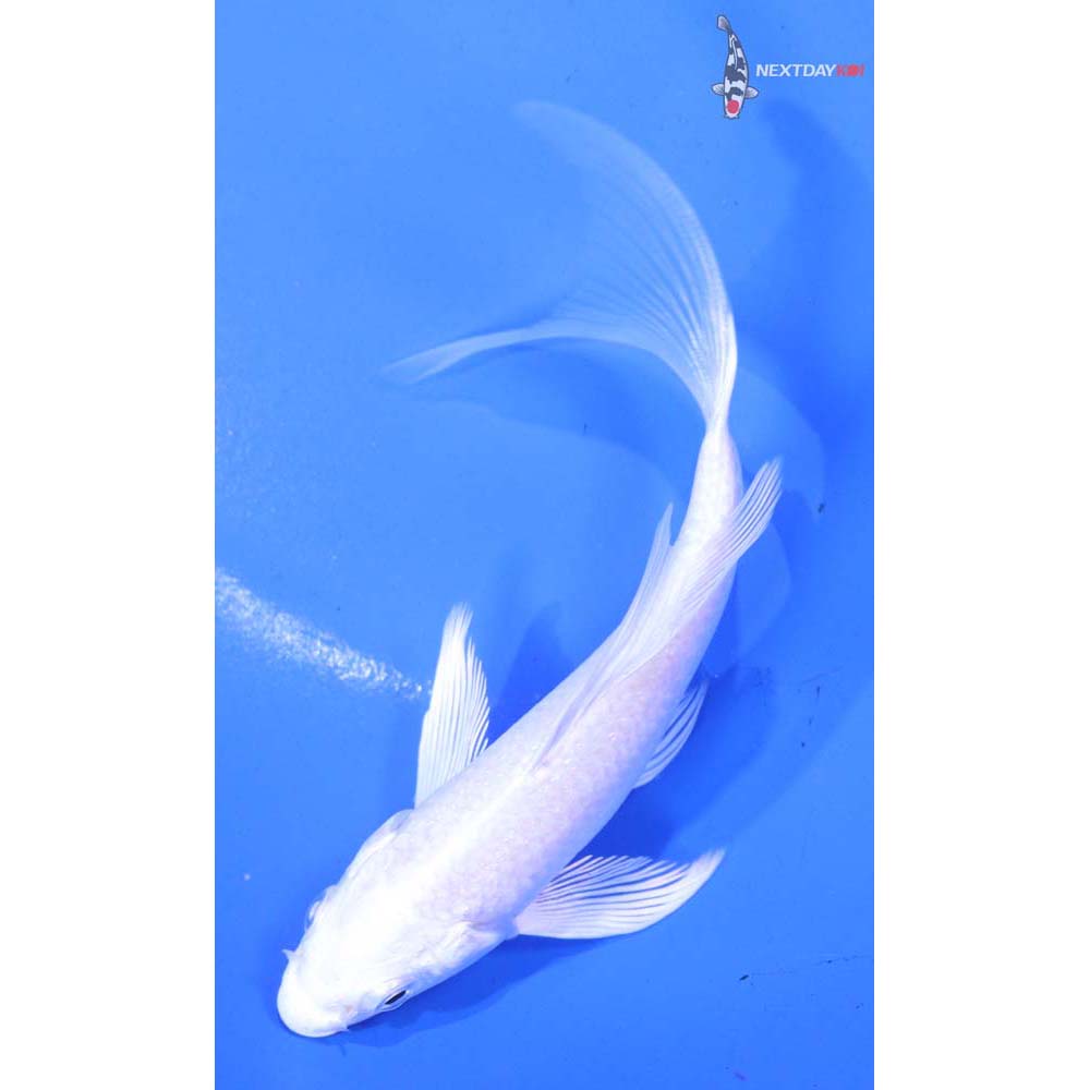 4.5” Imported Platinum Ogon Butterfly Koi
