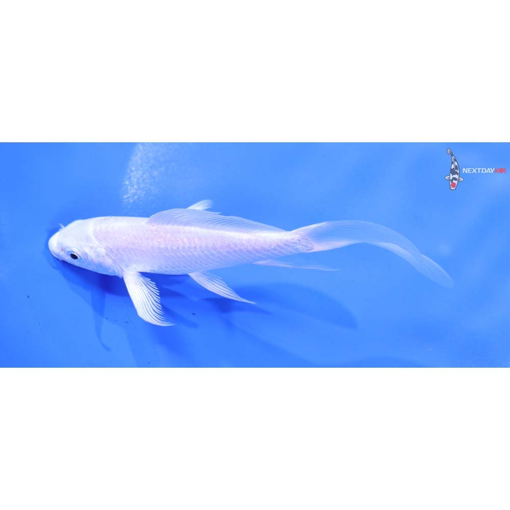 4.5” Imported Platinum Ogon Butterfly Koi