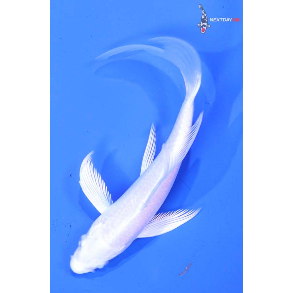 4.5” Imported Platinum Ogon Butterfly Koi