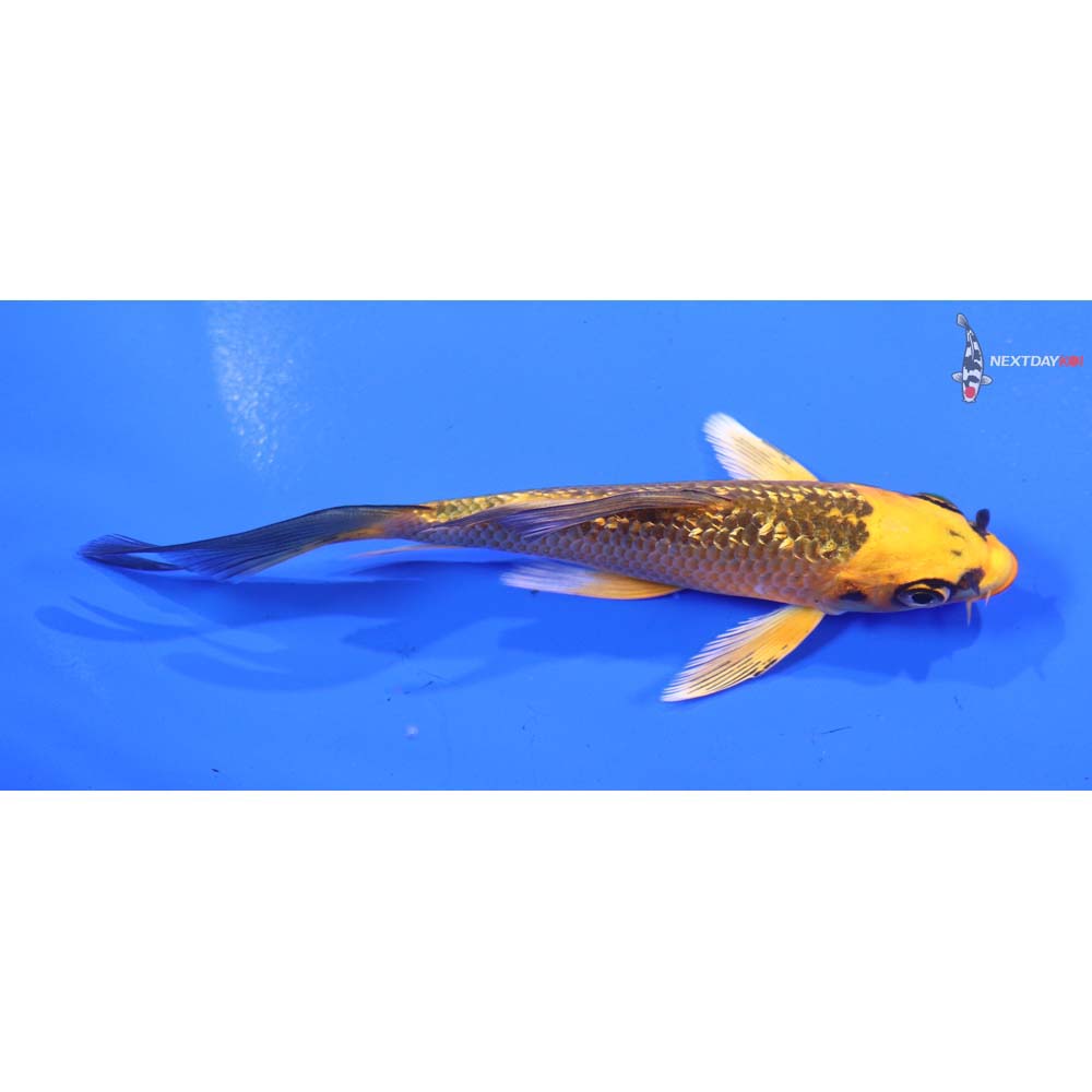 4.5” Imported Gin Rin Orenji Matsuba Butterfly Koi