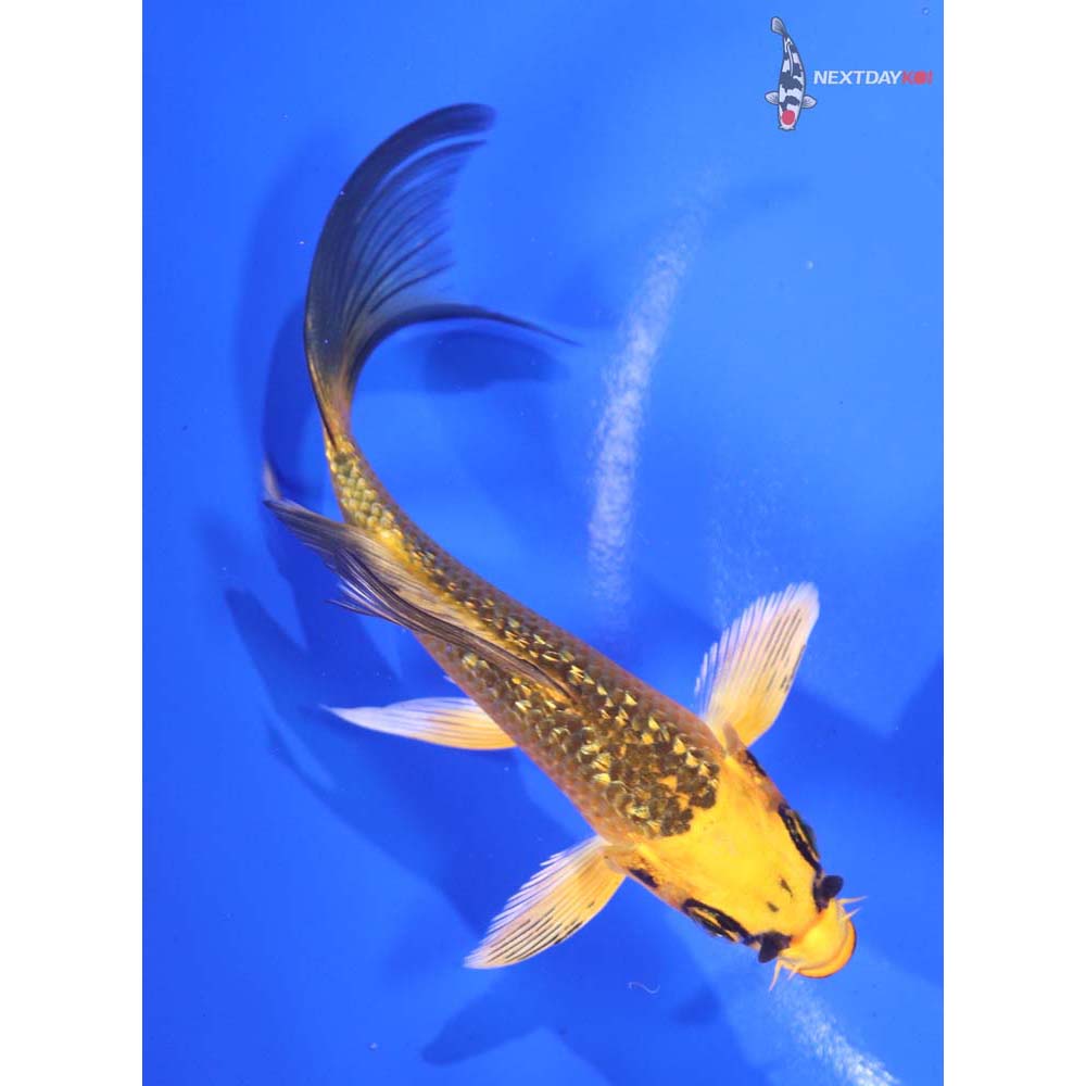 4.5” Imported Gin Rin Orenji Matsuba Butterfly Koi