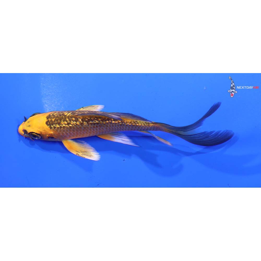 4.5” Imported Gin Rin Orenji Matsuba Butterfly Koi