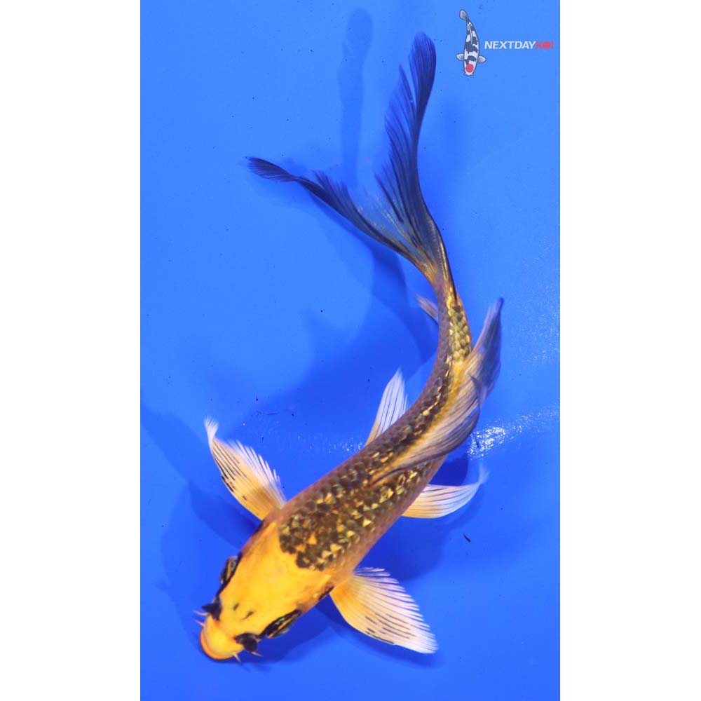 4.5” Imported Gin Rin Orenji Matsuba Butterfly Koi