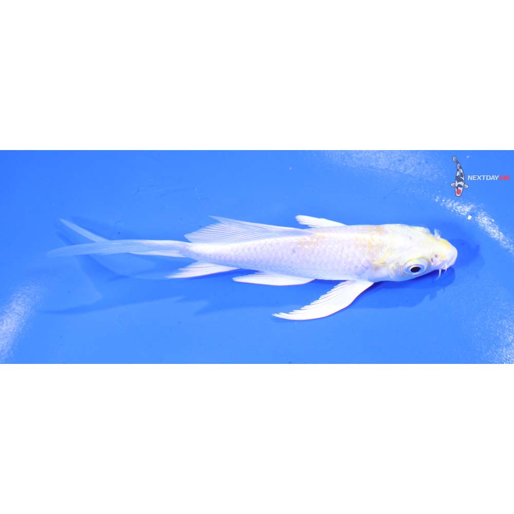 4.5” Imported Lemon Hariwake Butterfly Koi