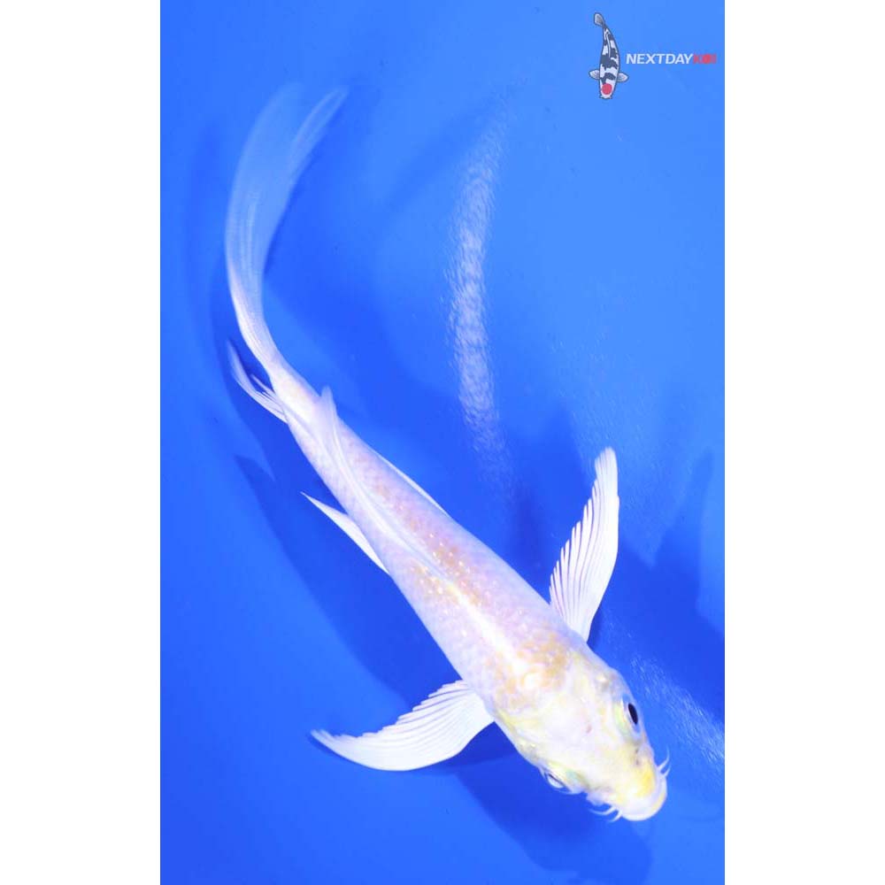 4.5” Imported Lemon Hariwake Butterfly Koi