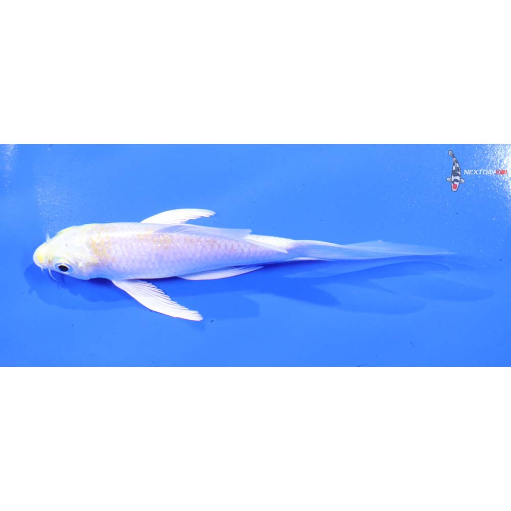 4.5” Imported Lemon Hariwake Butterfly Koi