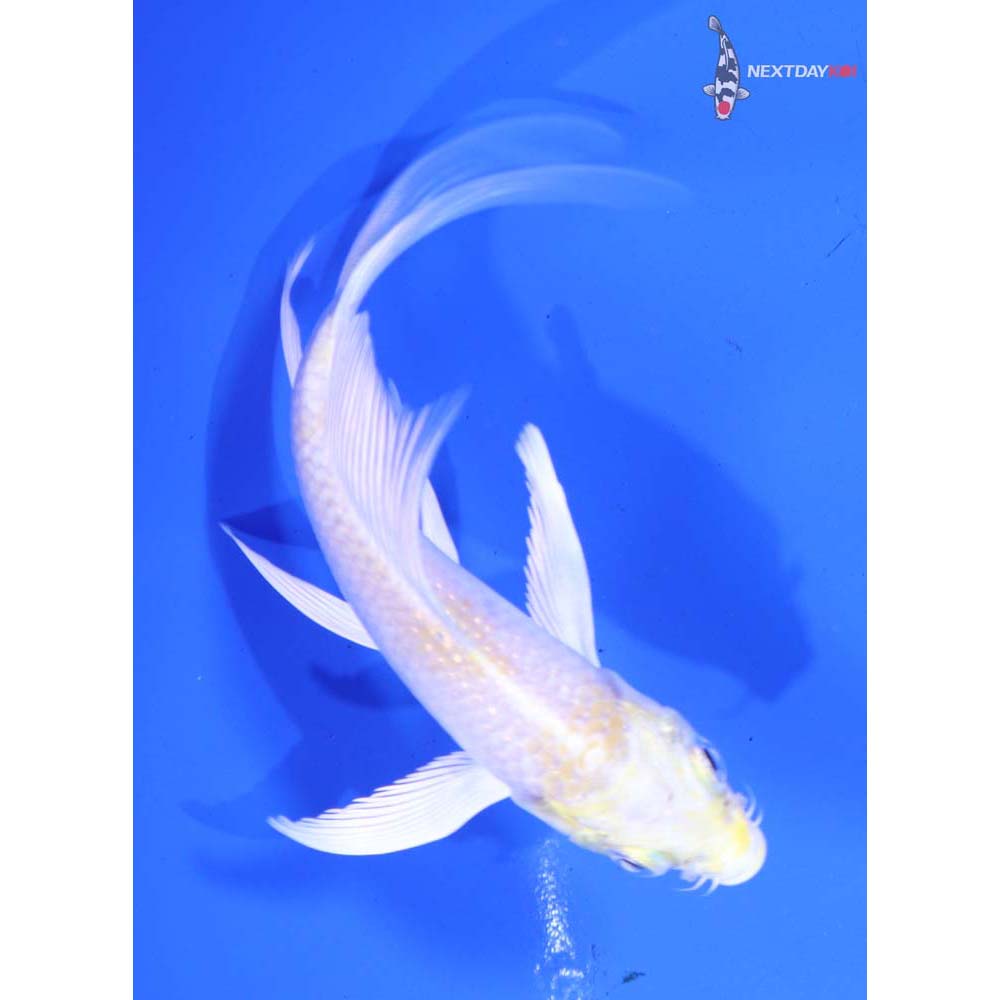 4.5” Imported Lemon Hariwake Butterfly Koi