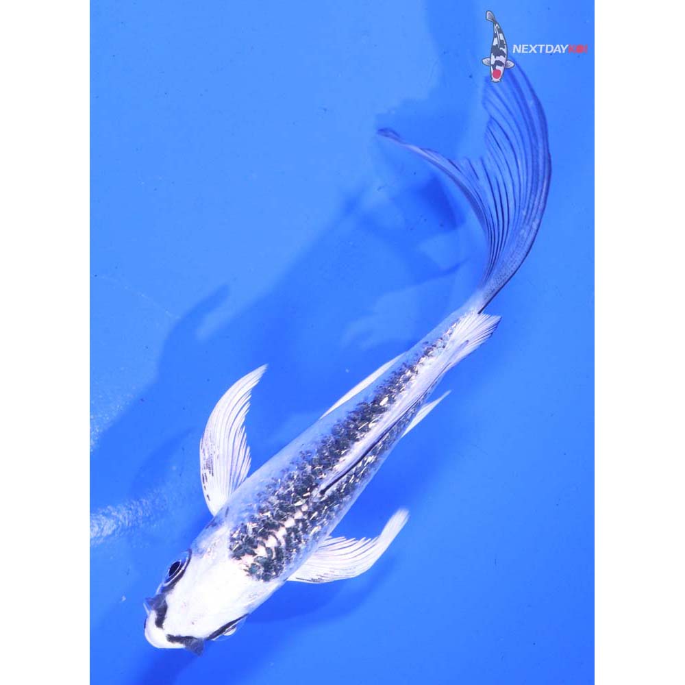 4.5” Imported Gin Rin Gin Matsuba Butterfly Koi