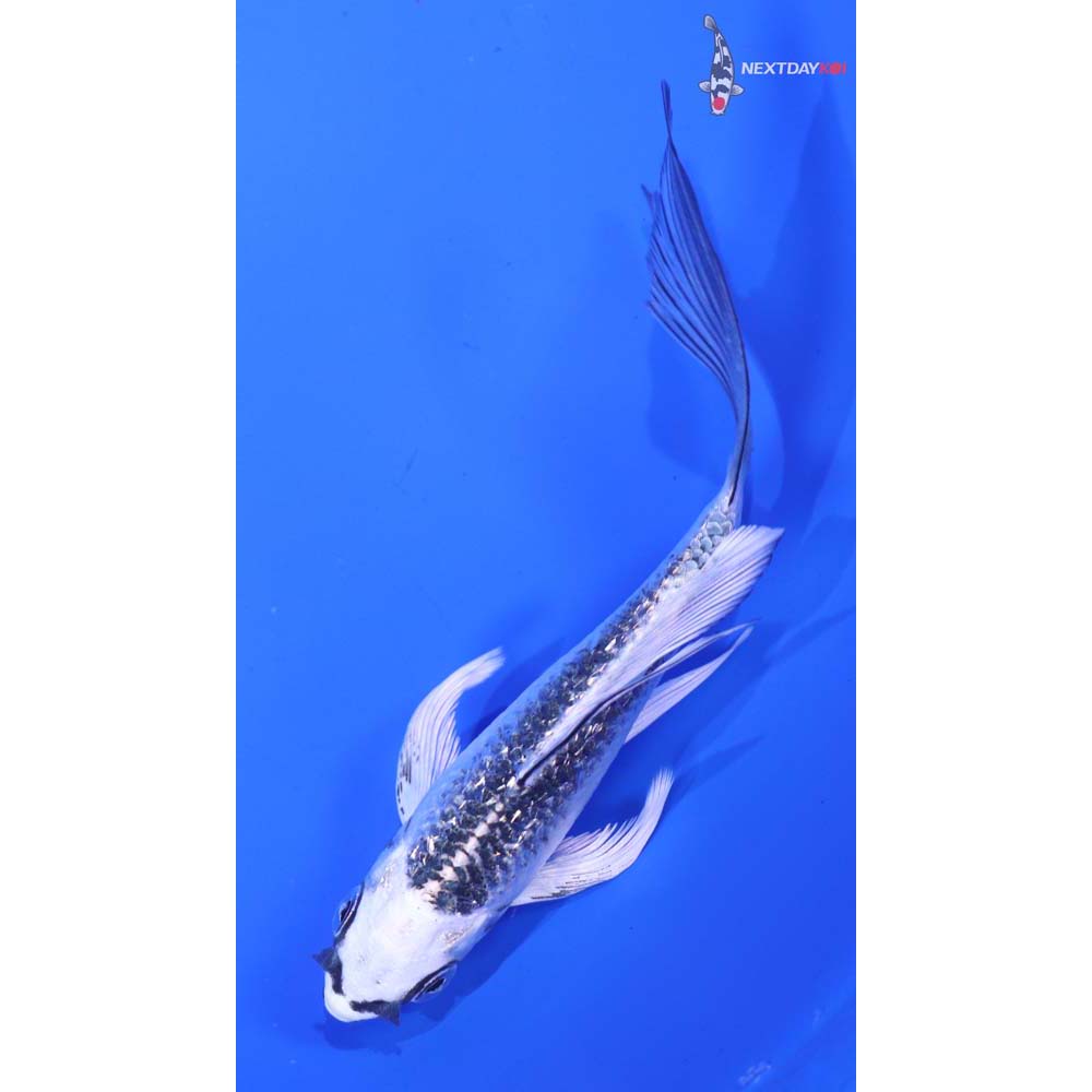 4.5” Imported Gin Rin Gin Matsuba Butterfly Koi