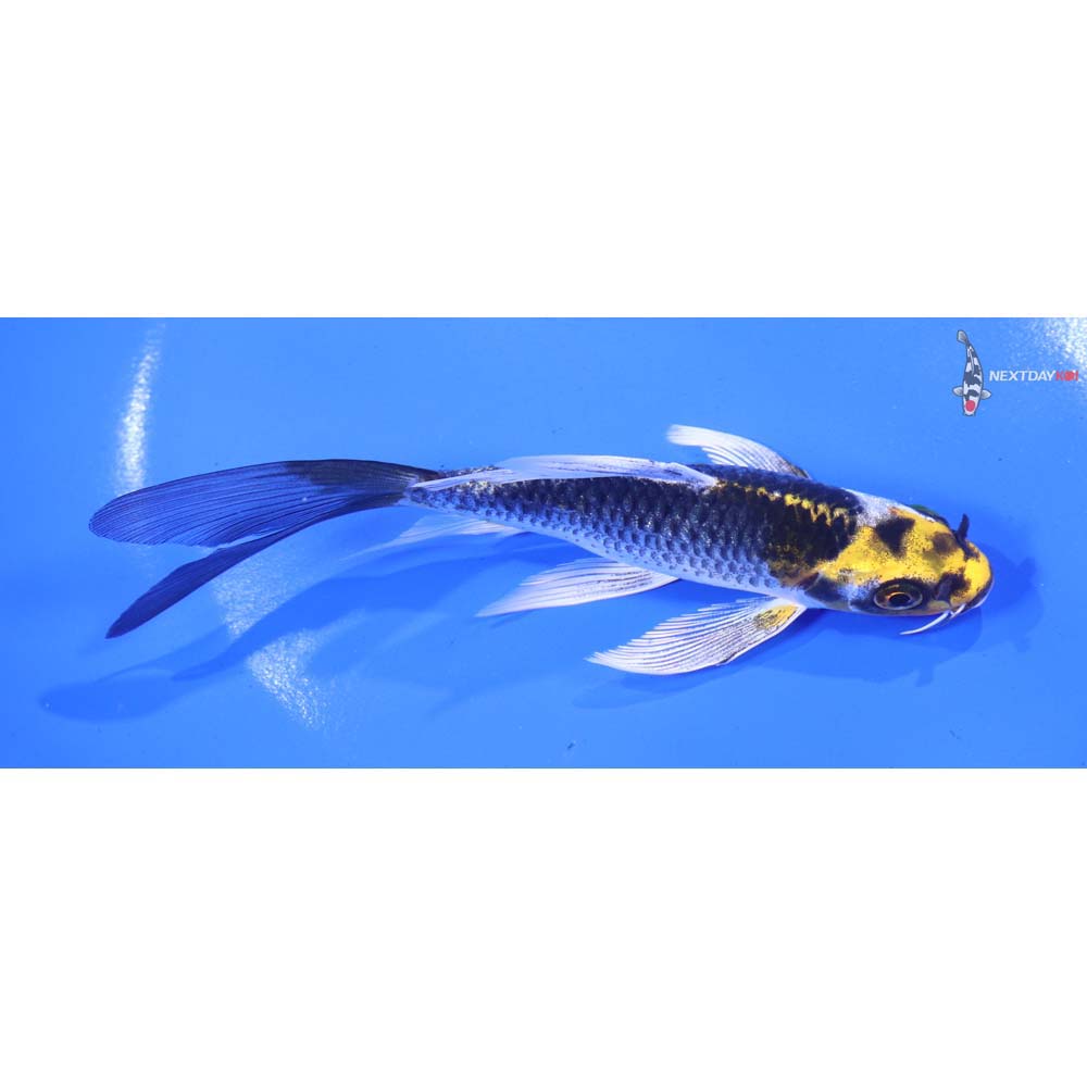 5” Imported Kujaku Butterfly Koi