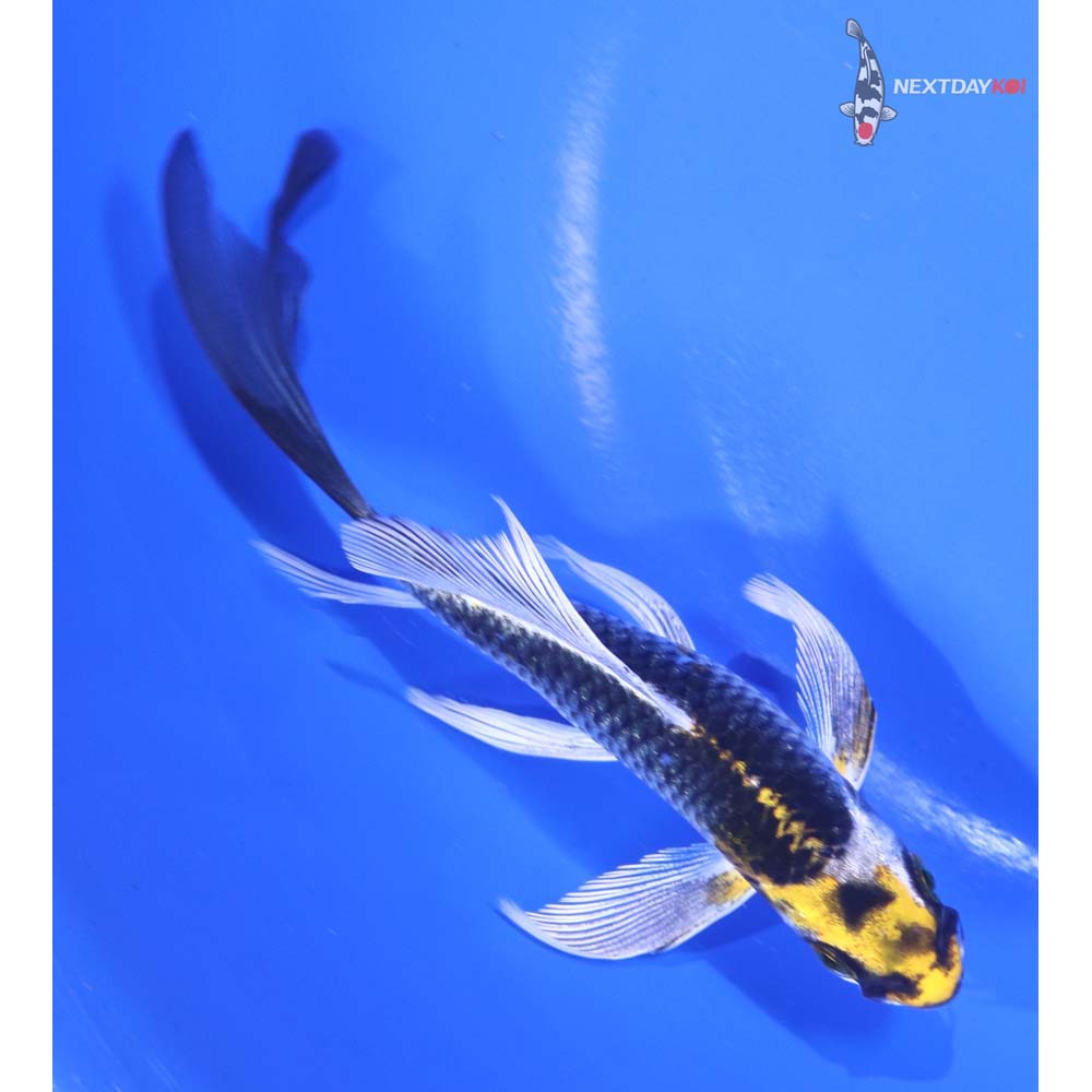 5” Imported Kujaku Butterfly Koi