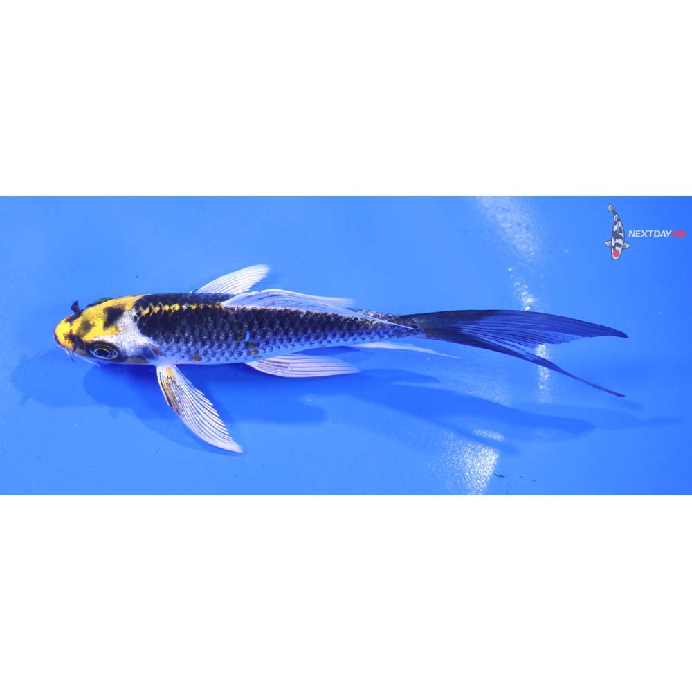 5” Imported Kujaku Butterfly Koi