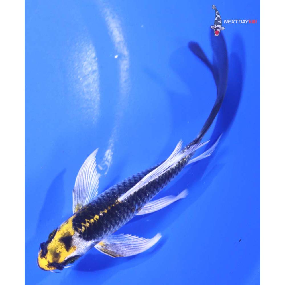 5” Imported Kujaku Butterfly Koi