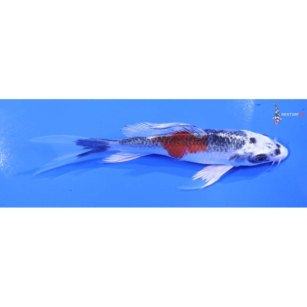 5” Imported Kujaku Butterfly Koi
