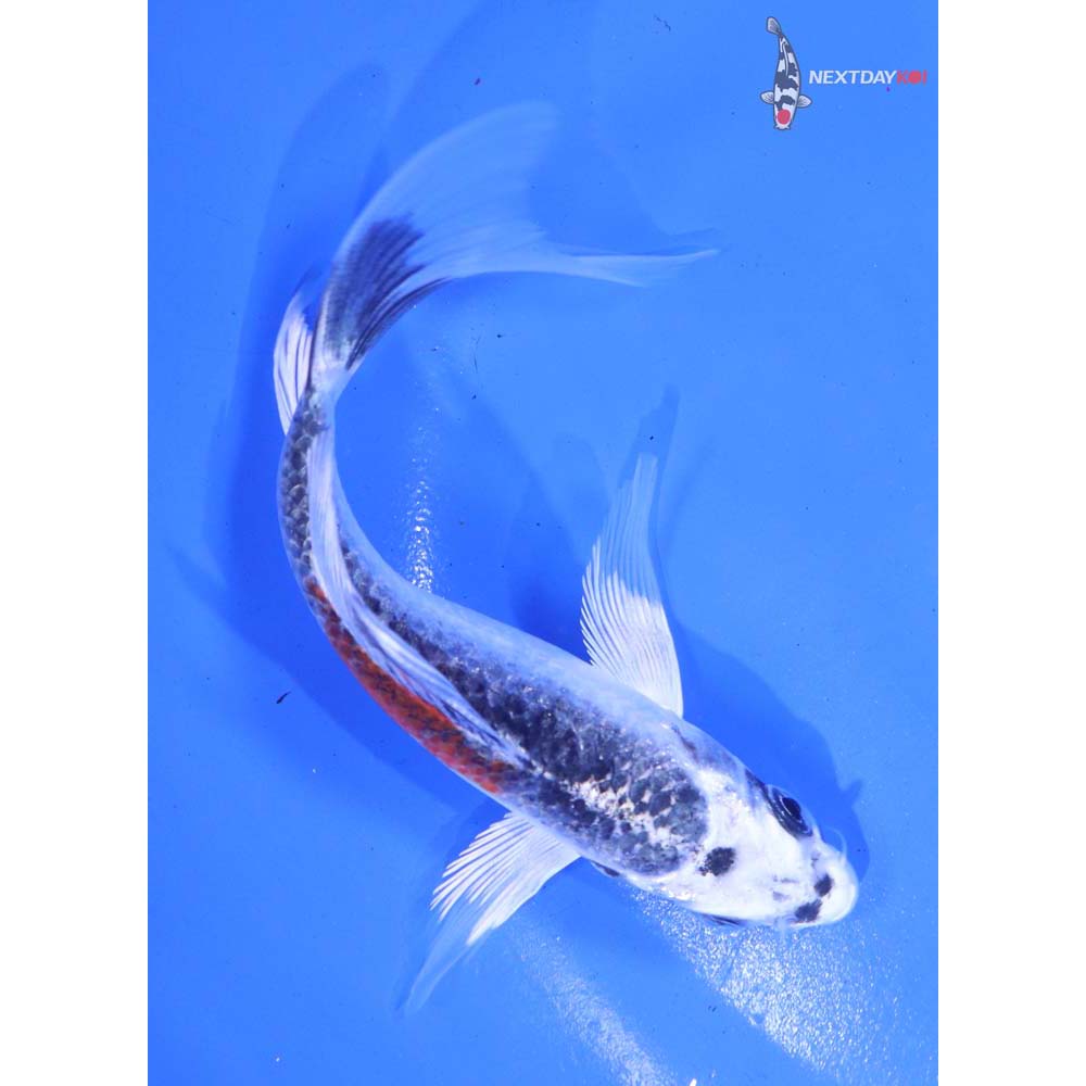 5” Imported Kujaku Butterfly Koi