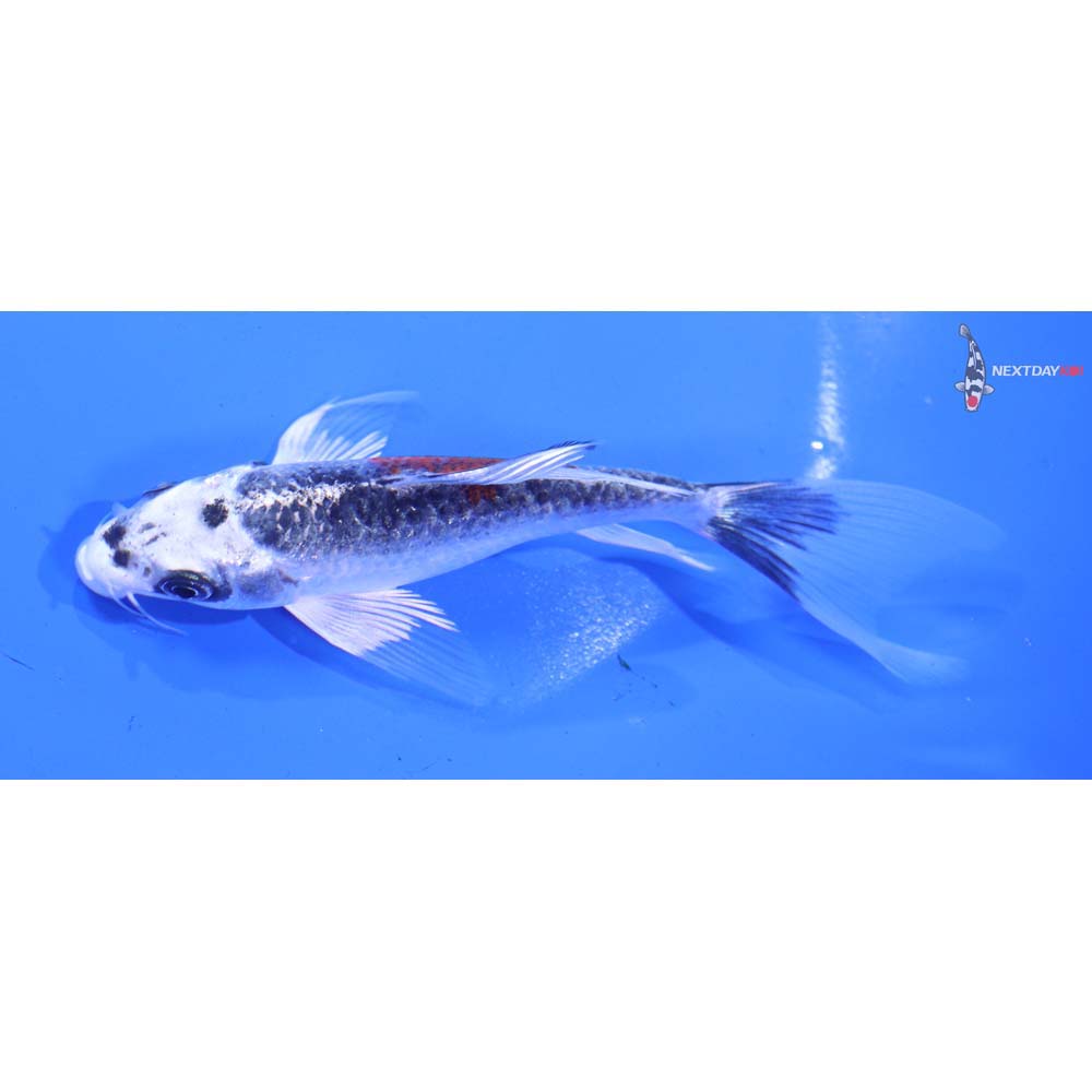 5” Imported Kujaku Butterfly Koi