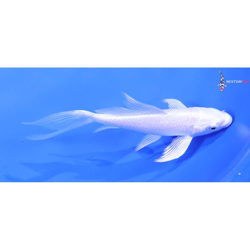 4.5” Imported Platinum Ogon Butterfly Koi