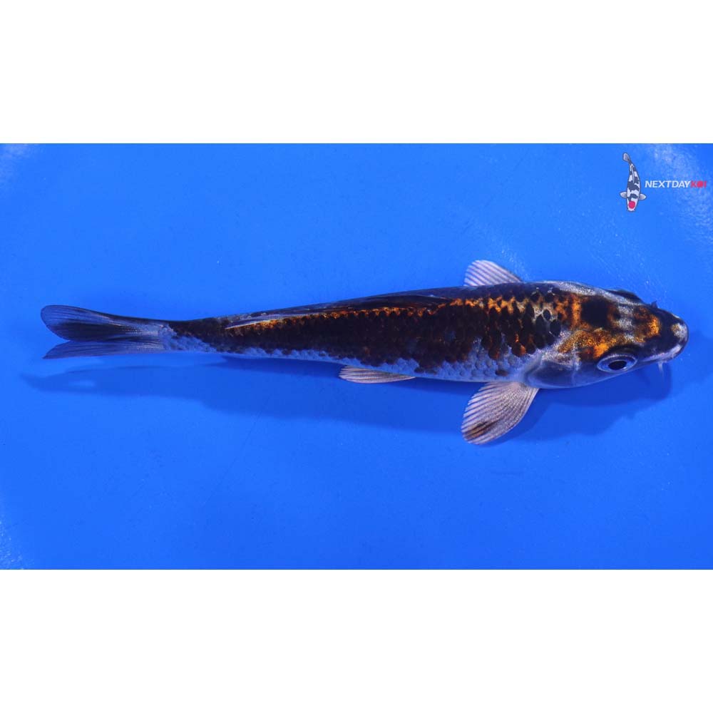 4.5” Imported Kujaku