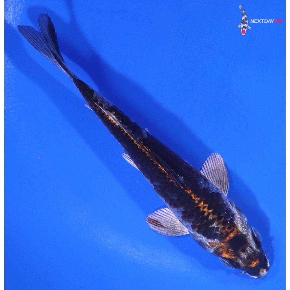 4.5” Imported Kujaku