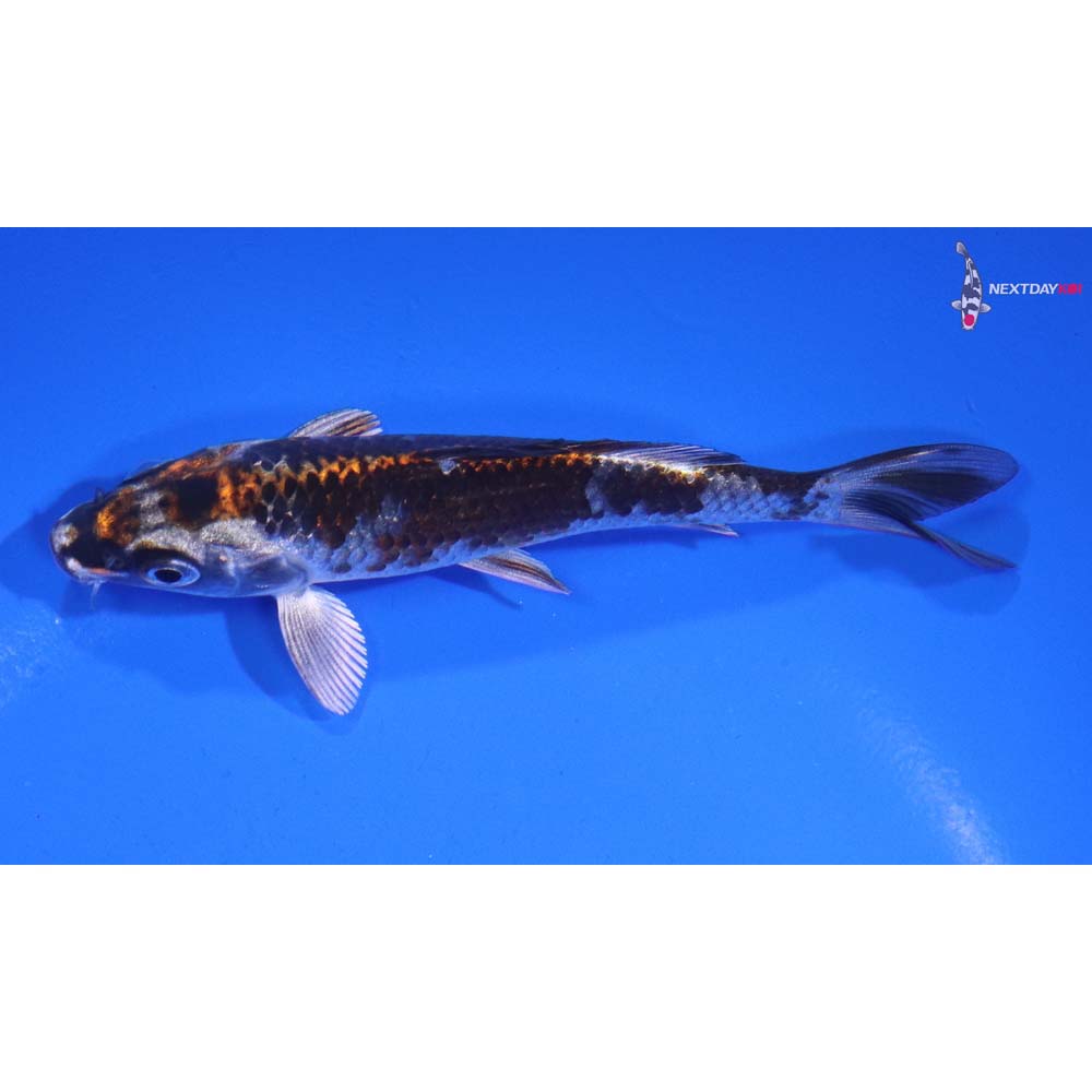 4.5” Imported Kujaku