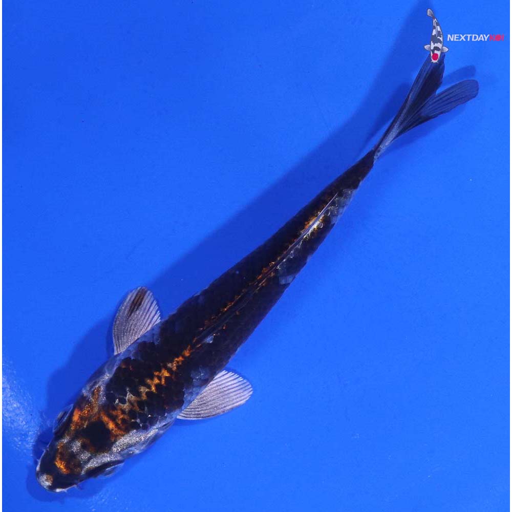 4.5” Imported Kujaku