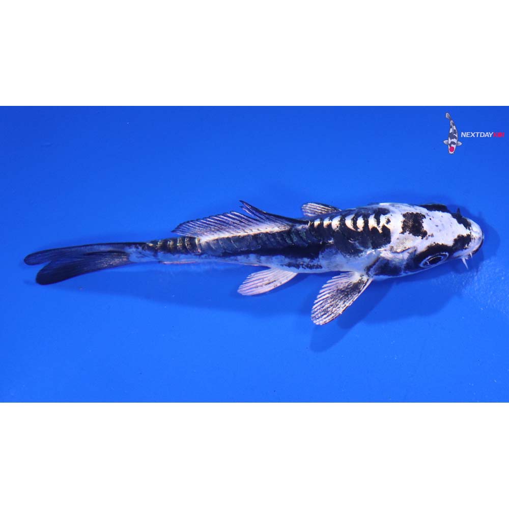 3.5” Imported Kikokuryu