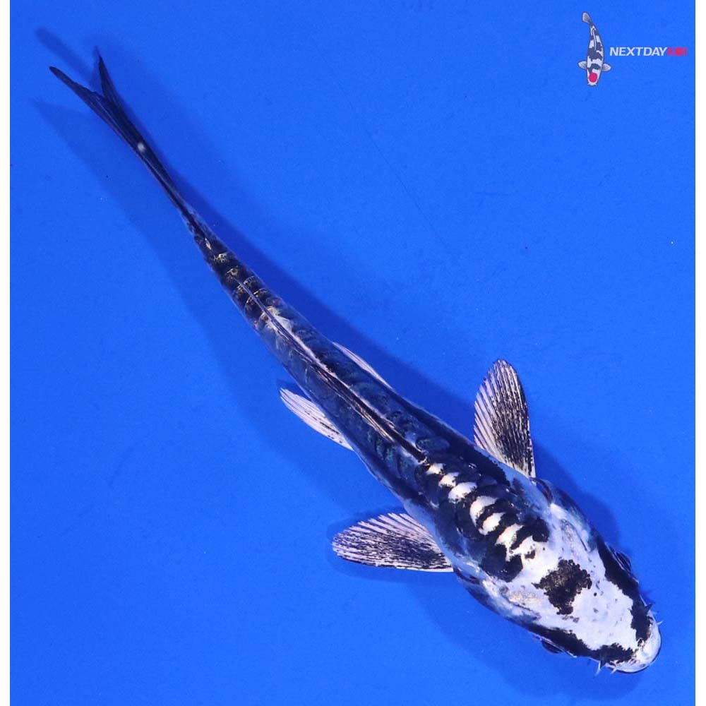 3.5” Imported Kikokuryu