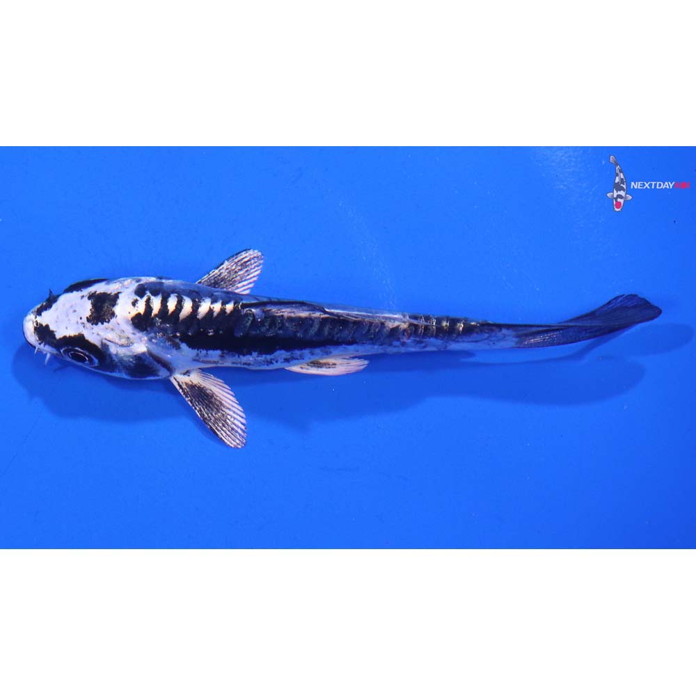 3.5” Imported Kikokuryu