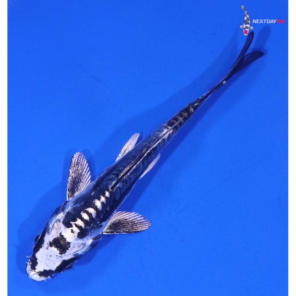 3.5” Imported Kikokuryu