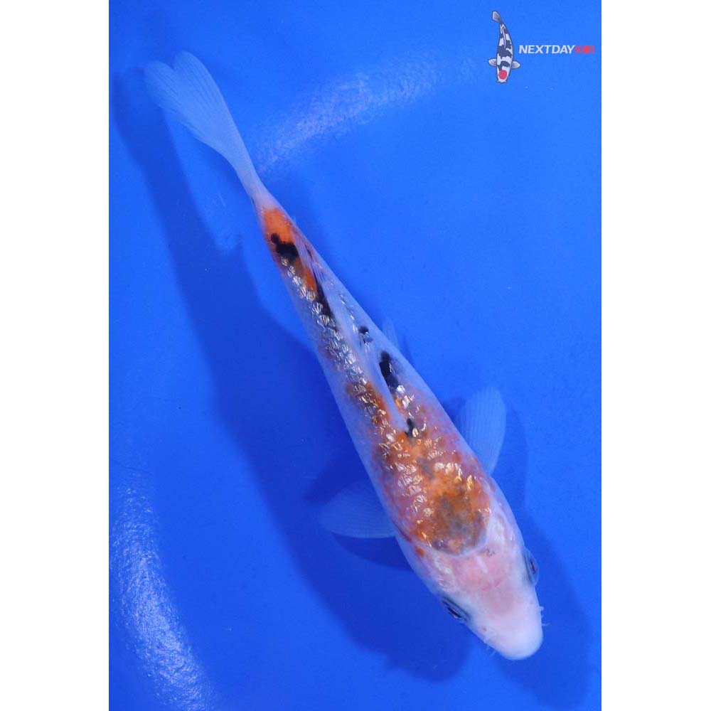 4.5” Imported Gin Rin Sanke