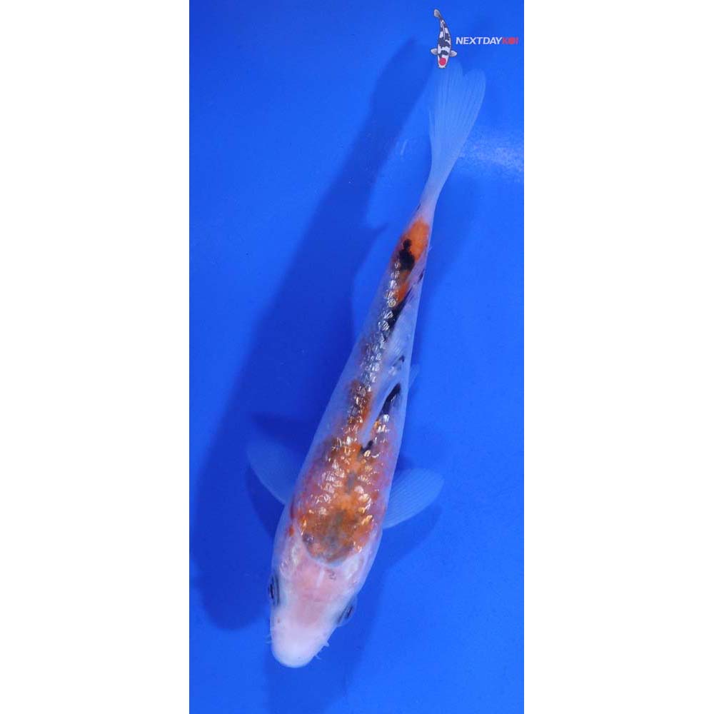 4.5” Imported Gin Rin Sanke