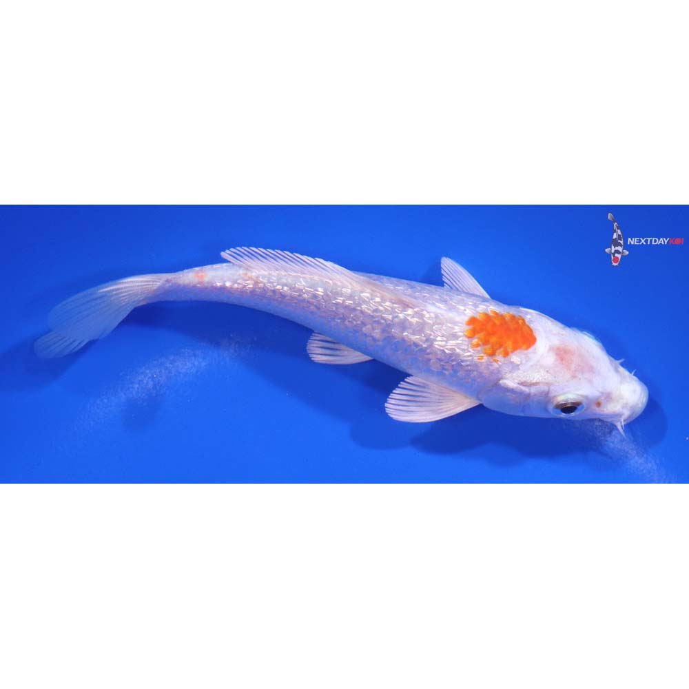 5” Imported Gin Rin Hariwake