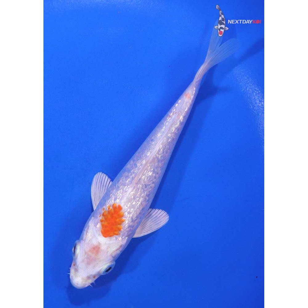 5” Imported Gin Rin Hariwake