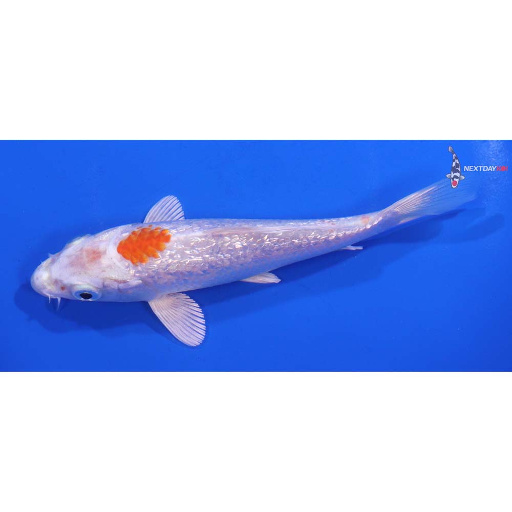 5” Imported Gin Rin Hariwake