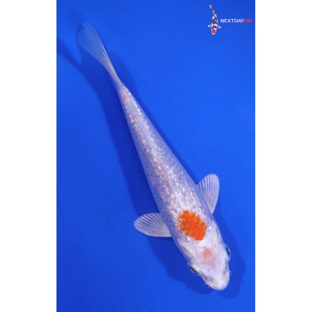 5” Imported Gin Rin Hariwake