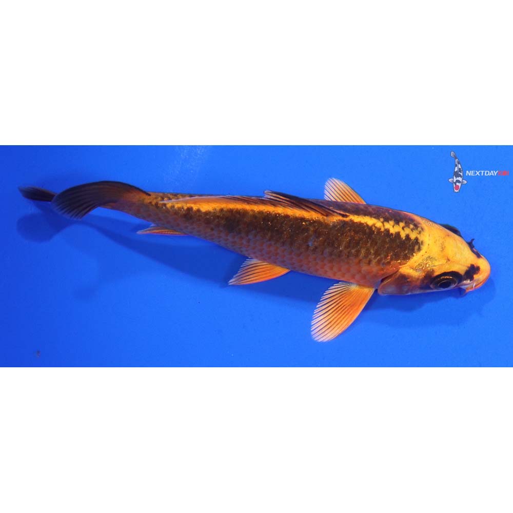 4.5” Imported Orenji Matsuba