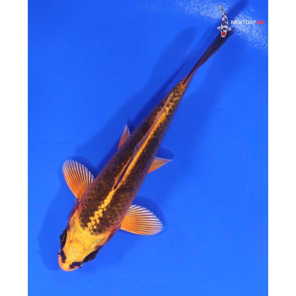 4.5” Imported Orenji Matsuba