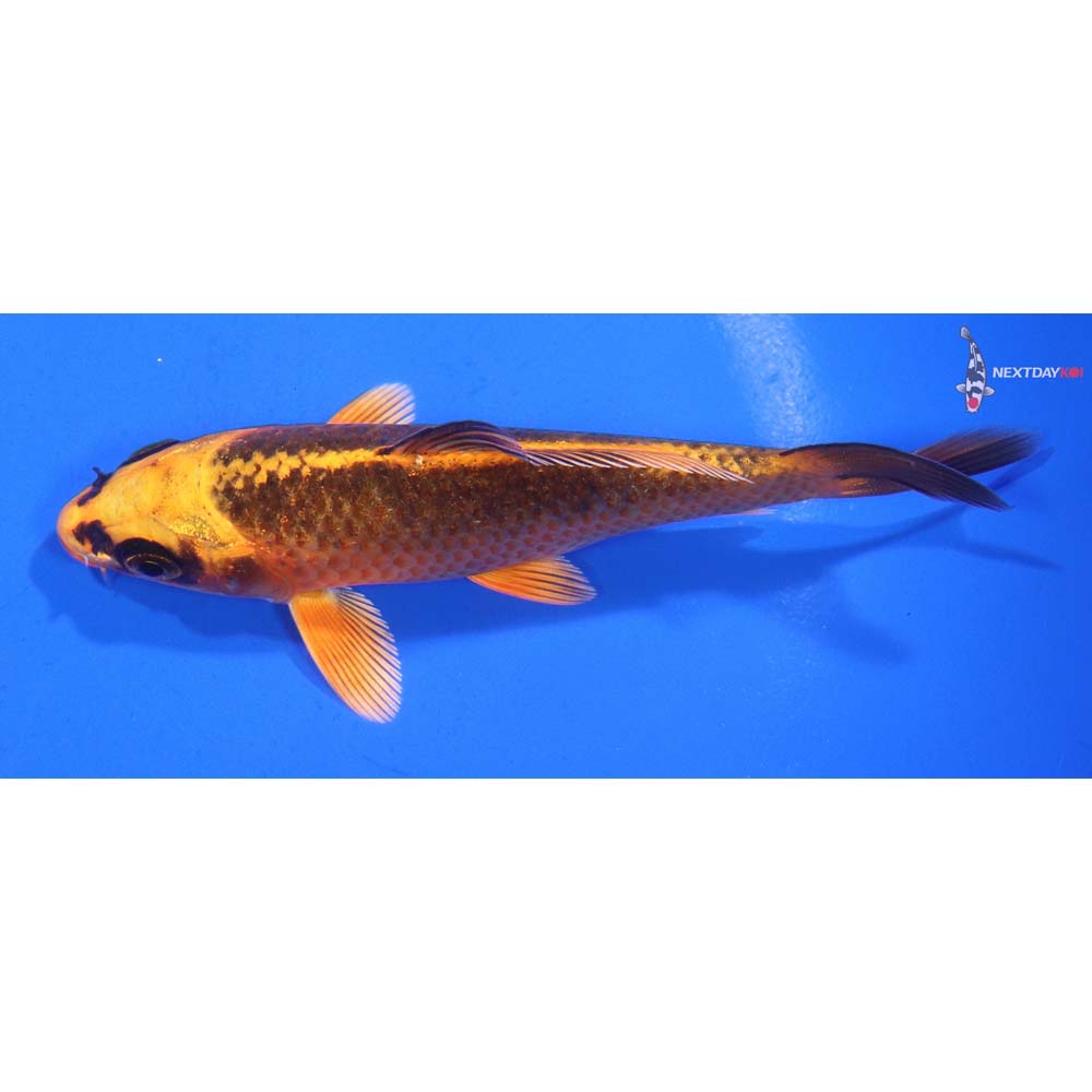 4.5” Imported Orenji Matsuba