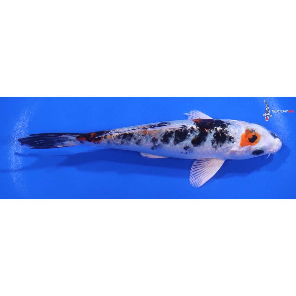 5.5” Imported Yamato Nishiki