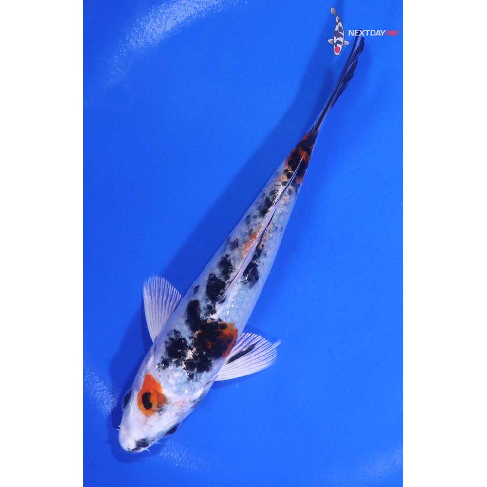 5.5” Imported Yamato Nishiki